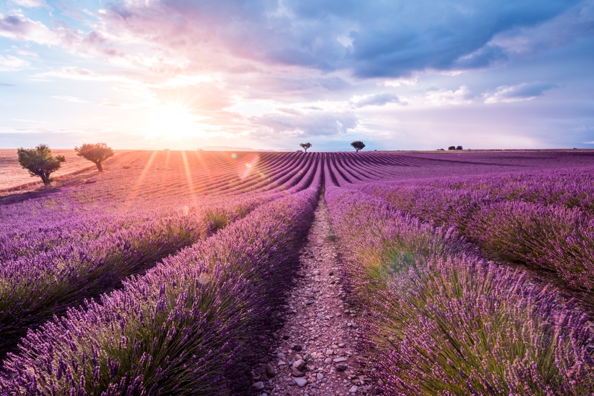 lavender field