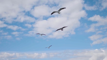 birds