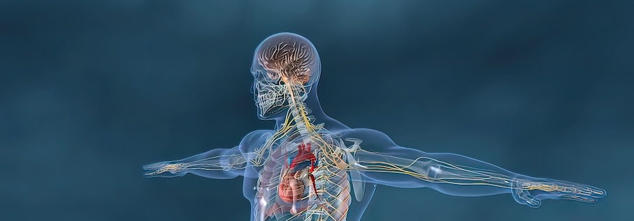 digital twin of the human immune system