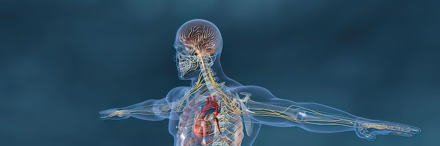 digital twin of the human immune system