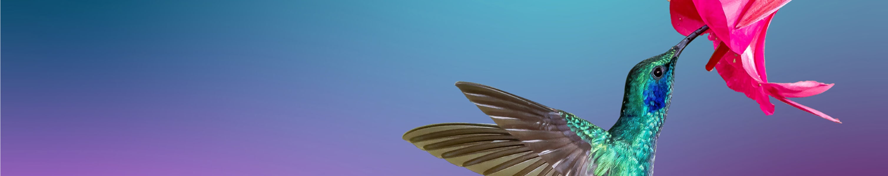 humming bird
