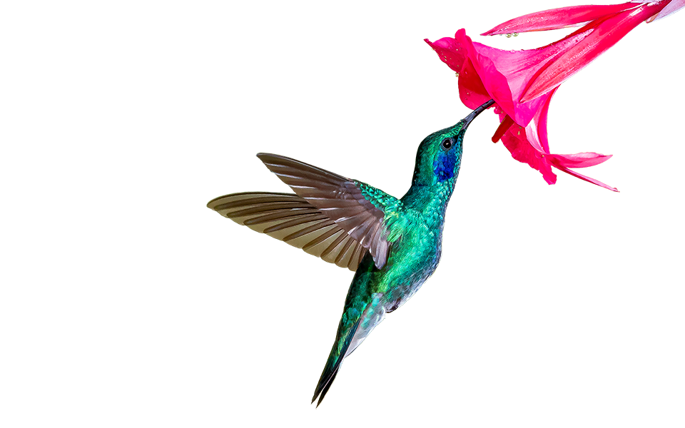 hummingbird with O