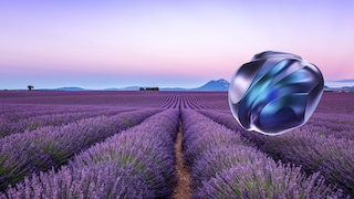 lavender farm 