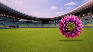 stadium and pink flower