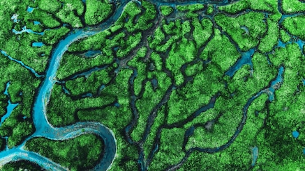 river in the forest