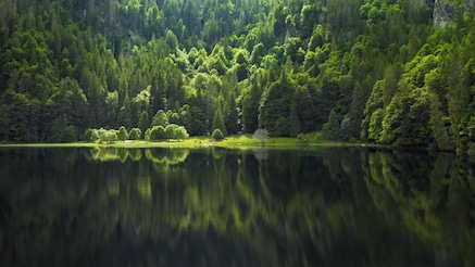 lake and forest