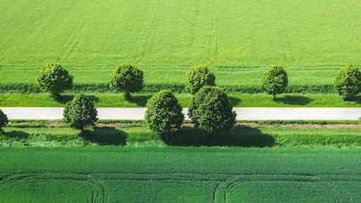 green roads 