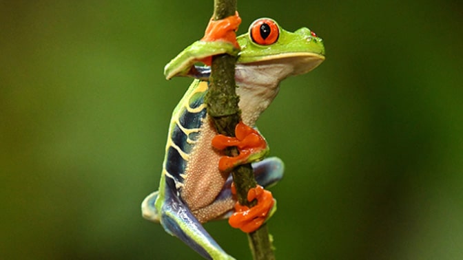 Biodiversity is a necessity 
