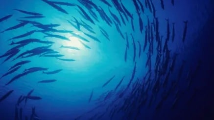 Fishes