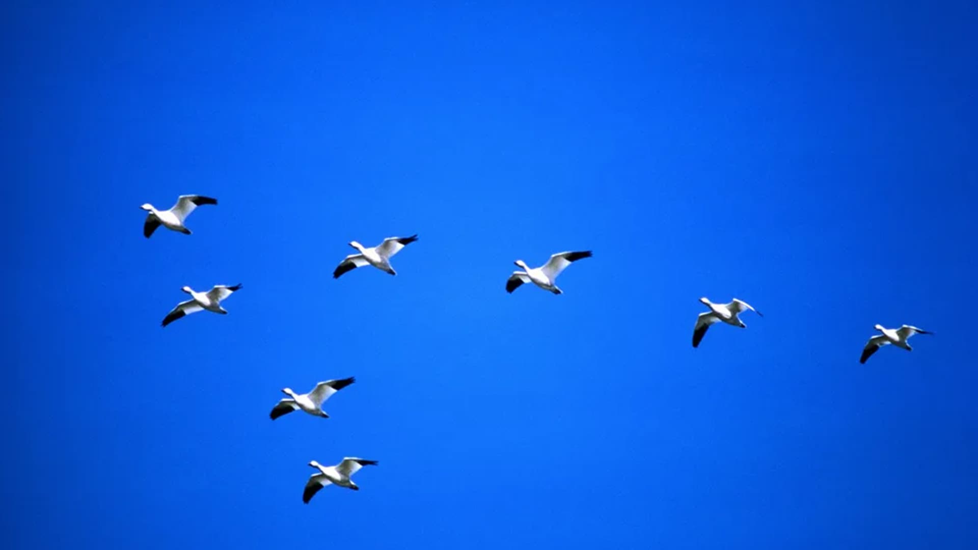 White birds flying against a dark blue sky