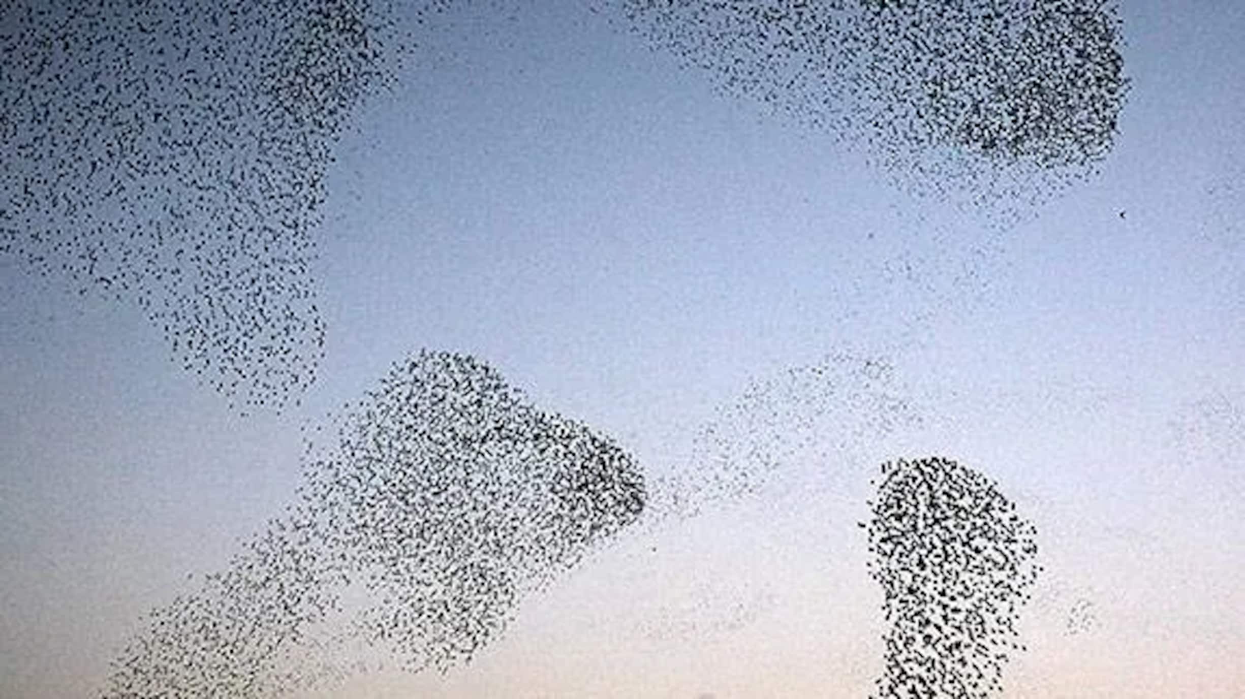 Starlings