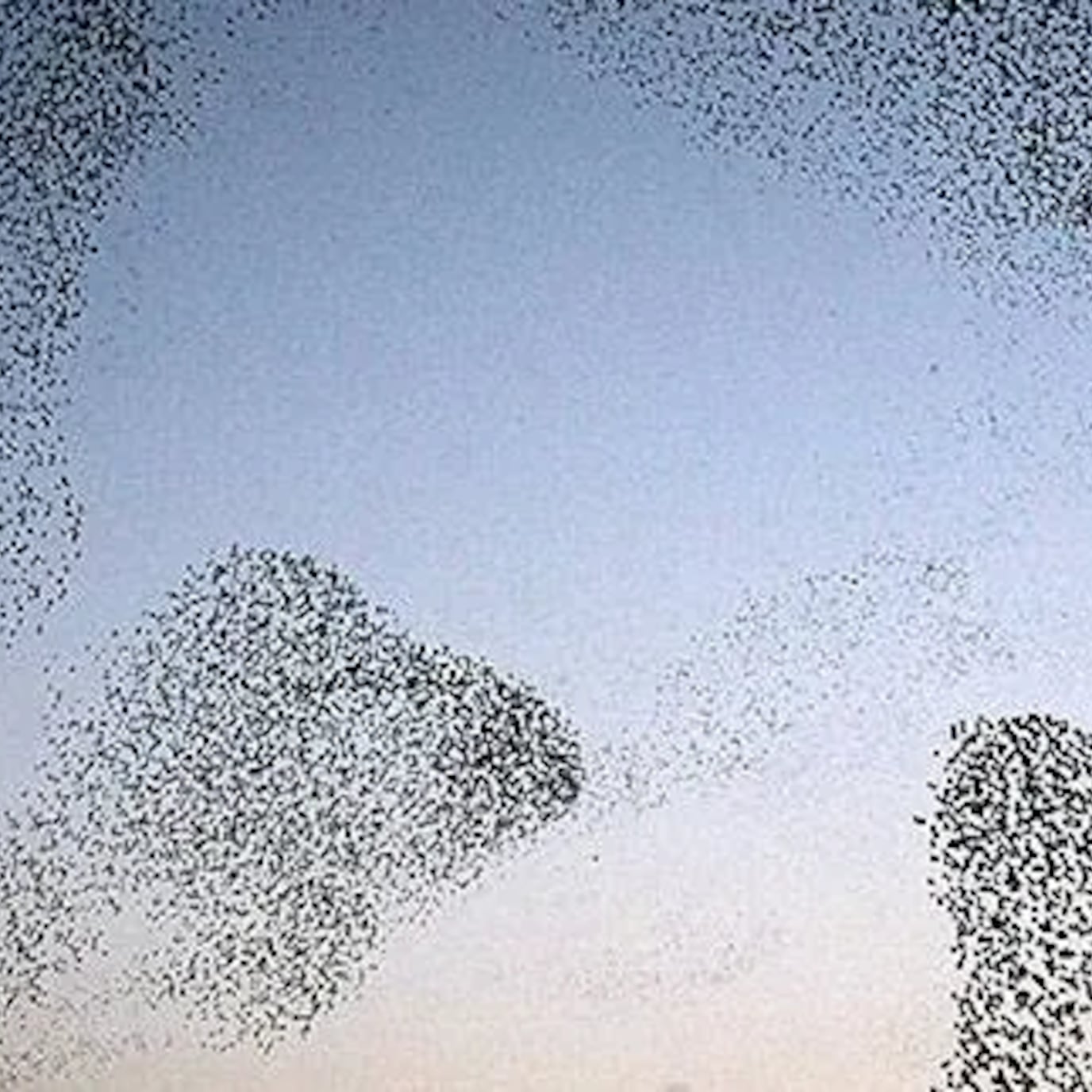 Starlings