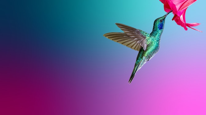 Humming bird taking nectar from flower