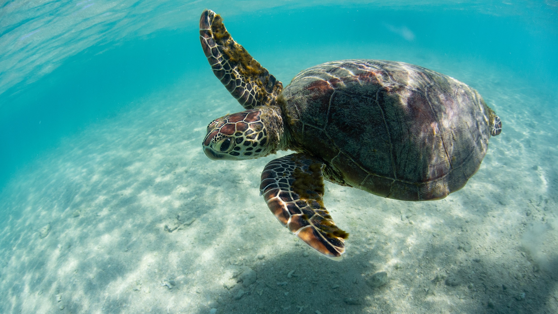 Turtle swimming underwater