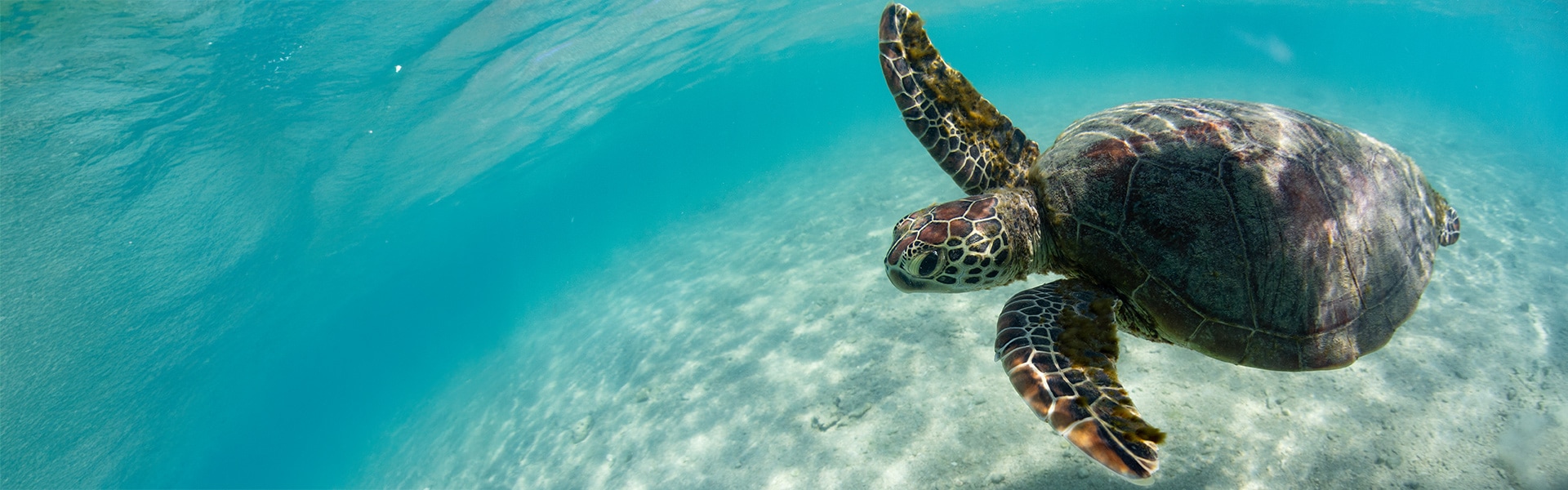 Turtle swimming underwater
