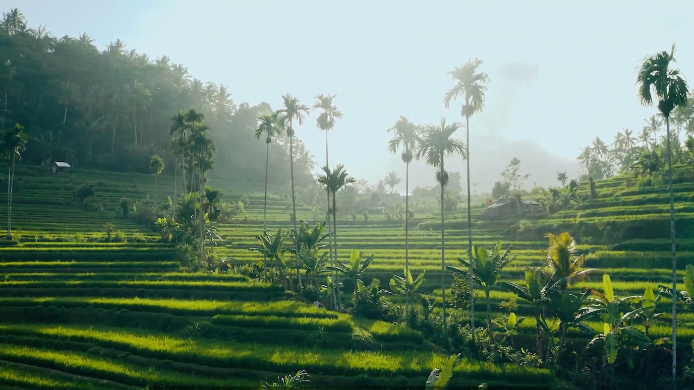 rice farms