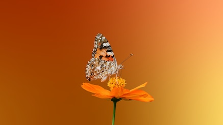 Butterfly on flower