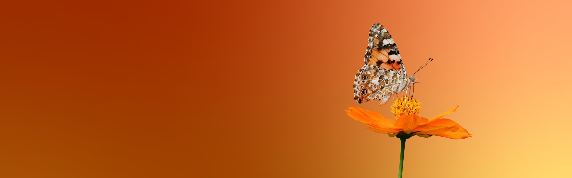 Butterfly on flower
