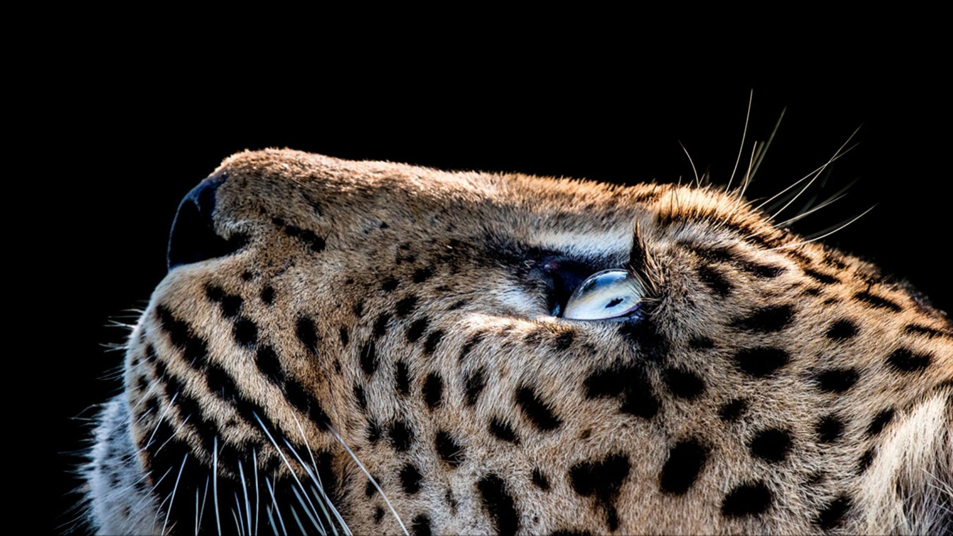 Close-up of a leopard’s face looking upward against a black background, showcasing its eye, fur texture, and whiskers.