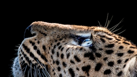 Close-up of a leopard’s face looking upward against a black background, showcasing its eye, fur texture, and whiskers.