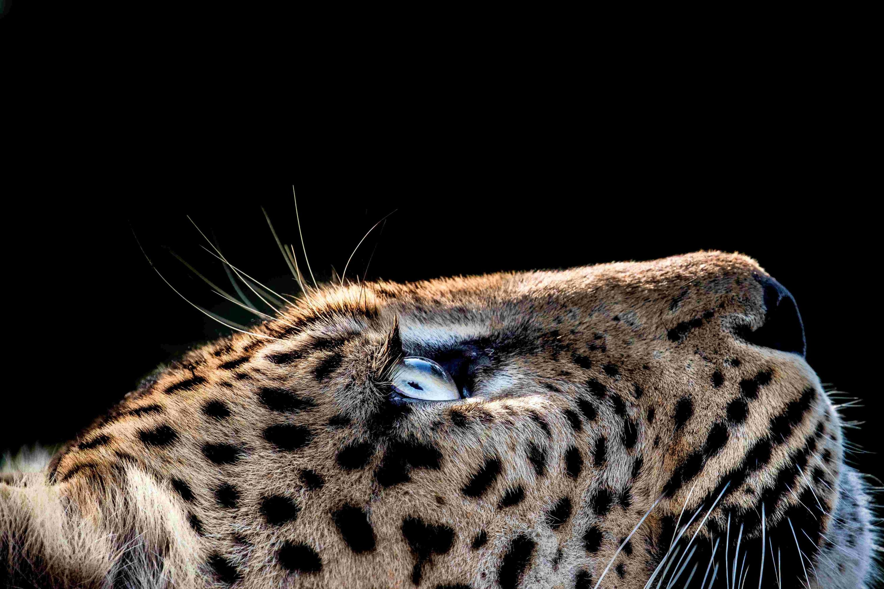 Leopard