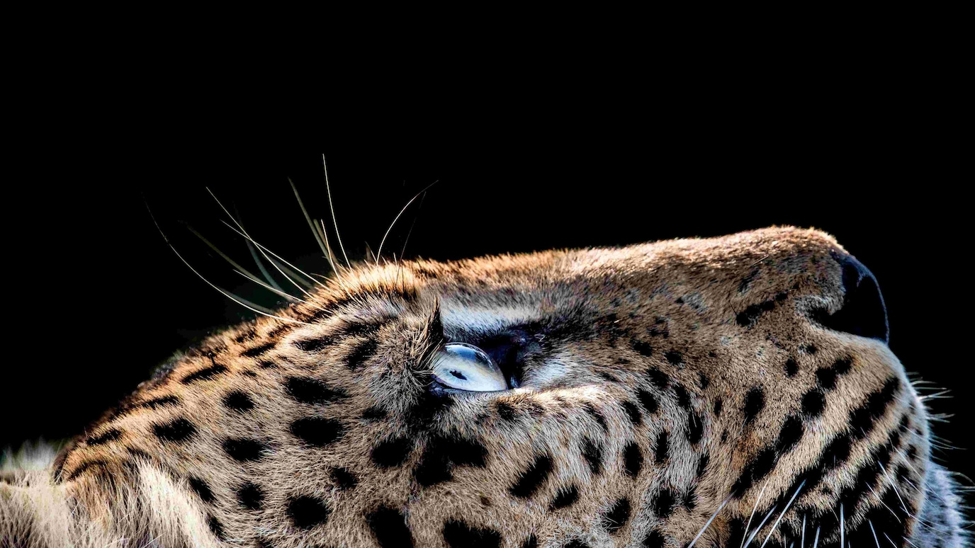 Leopard