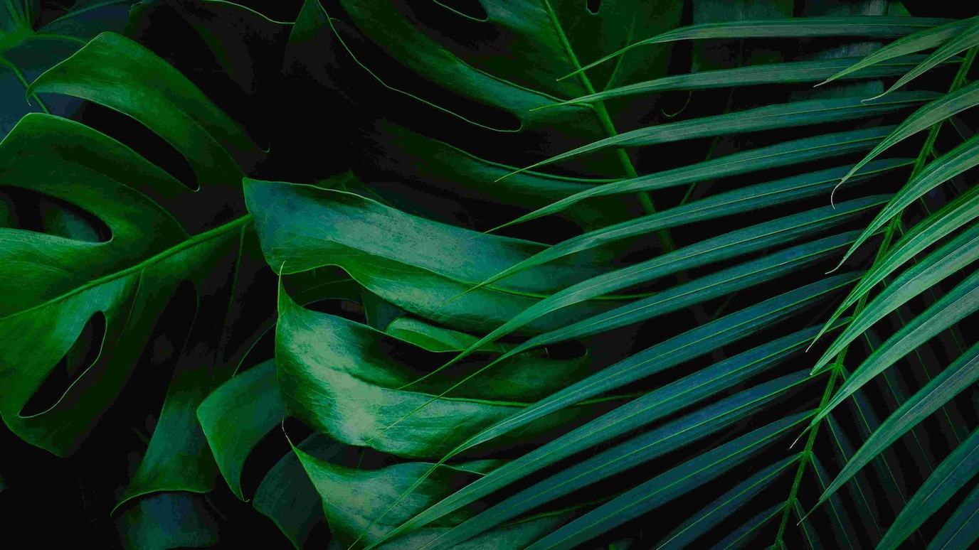 Leaves