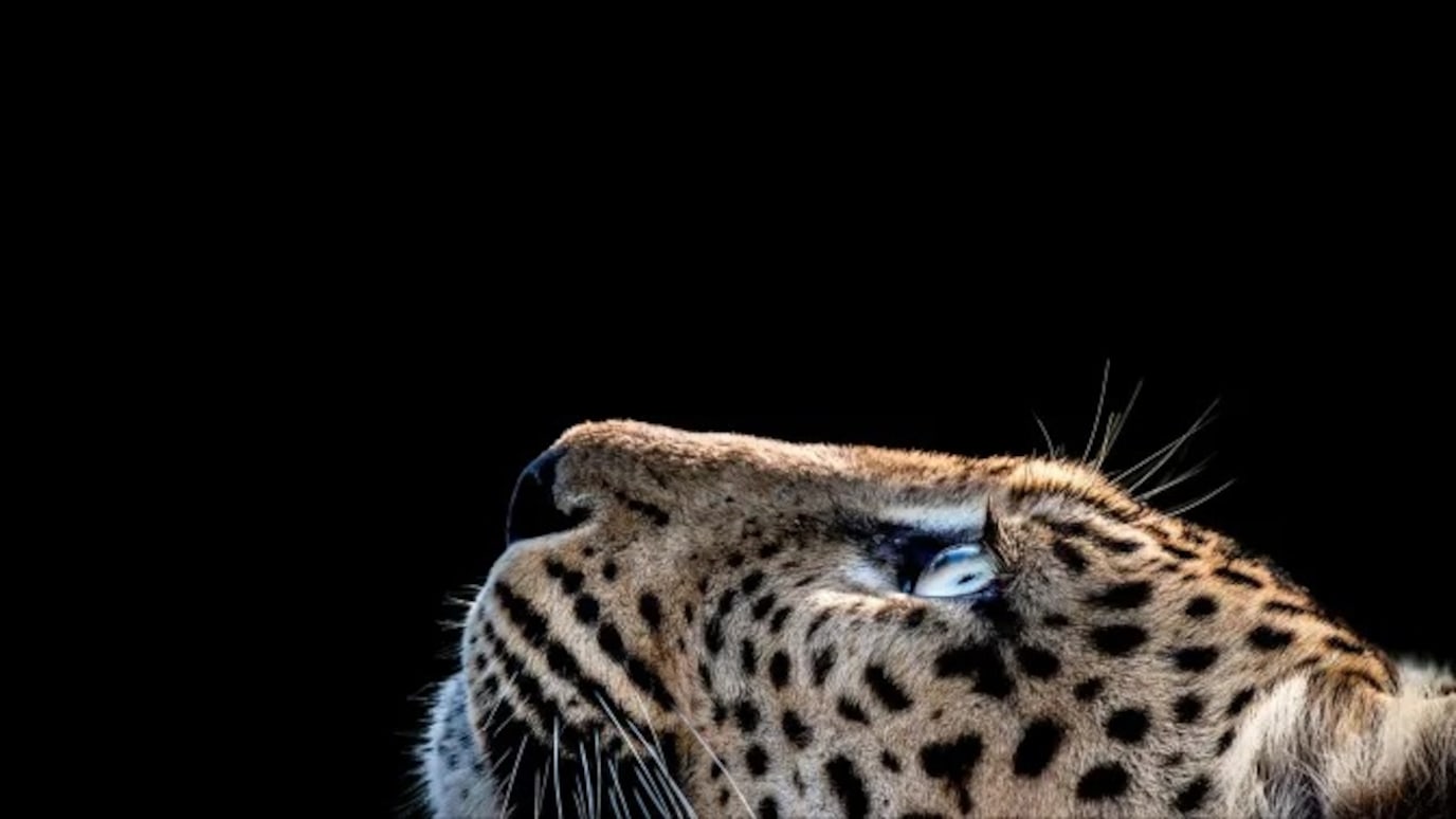 leopard