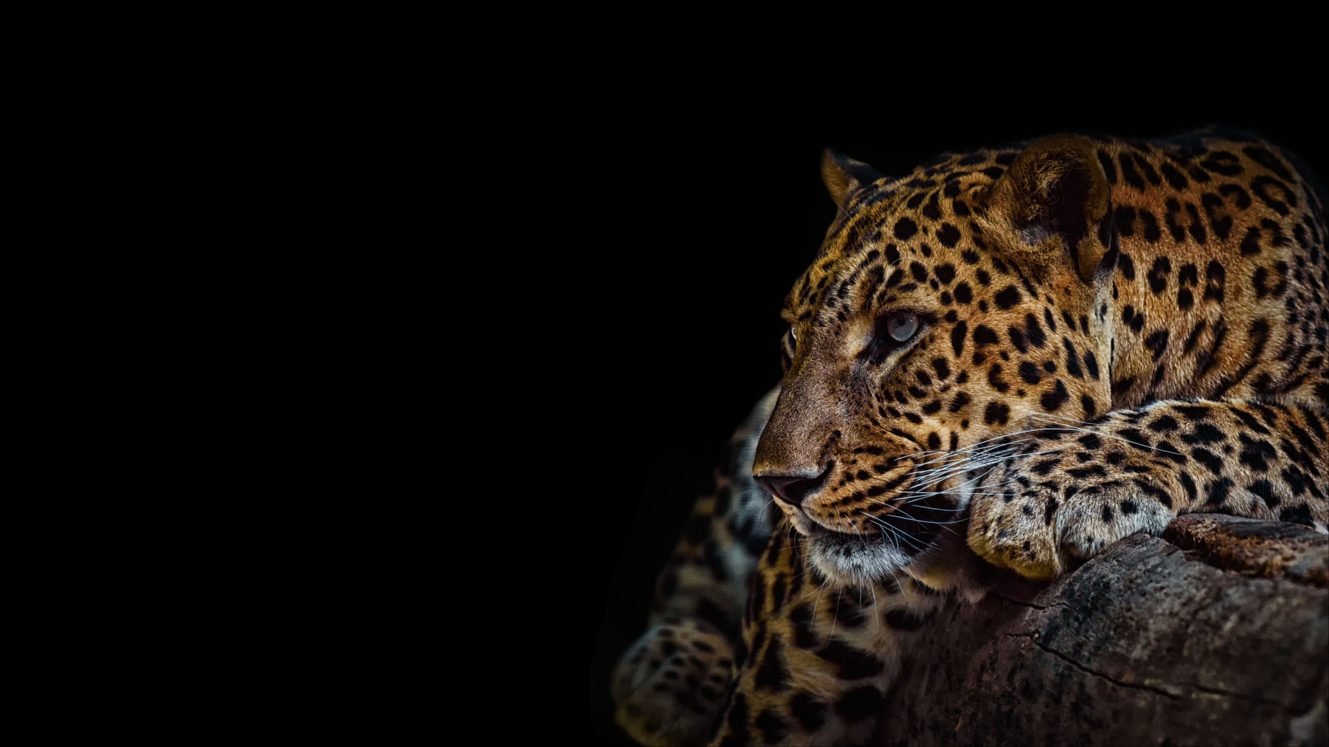 Close-up of a leopard’s face looking left towards a black background, showcasing its eye, fur texture, and whiskers.
