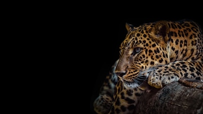 Close-up of a leopard’s face looking left towards a black background, showcasing its eye, fur texture, and whiskers.