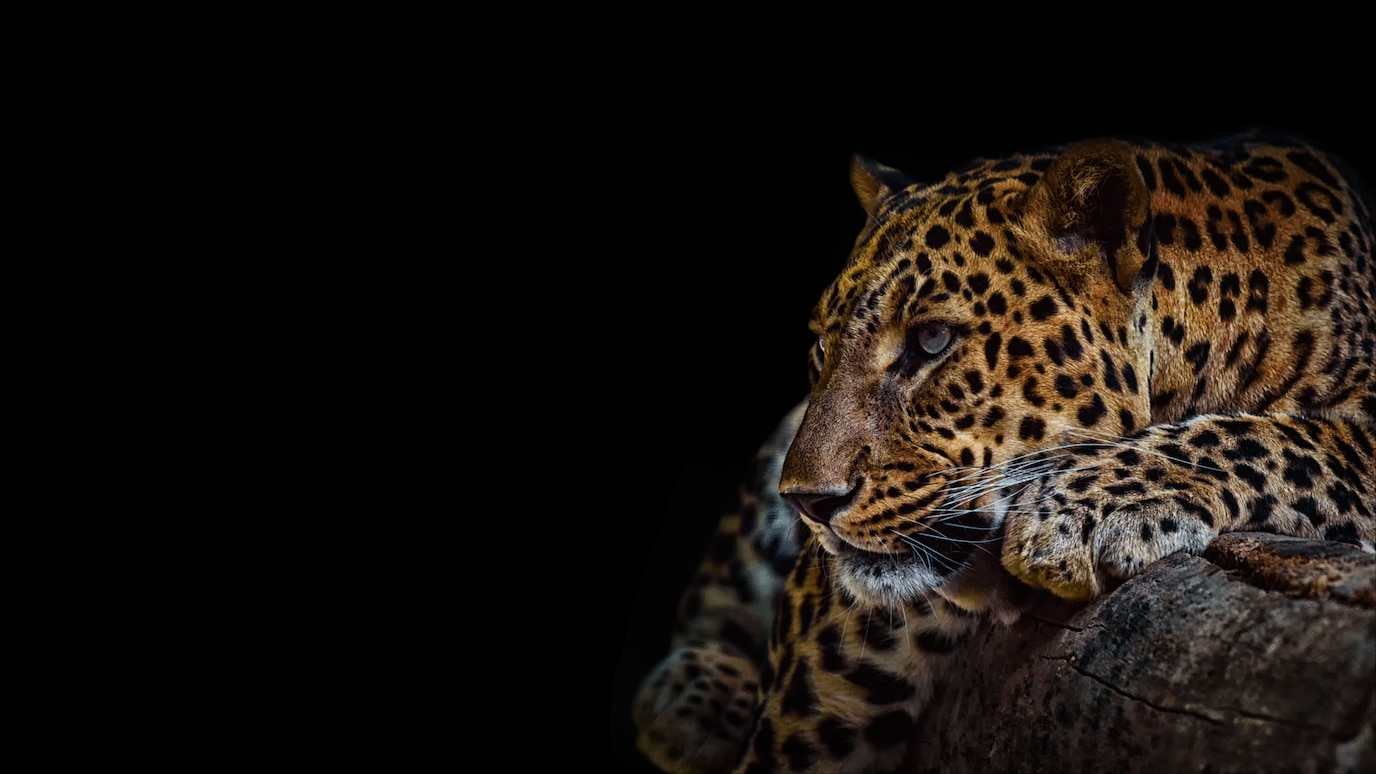 Close-up of a leopard’s face looking left towards a black background, showcasing its eye, fur texture, and whiskers.