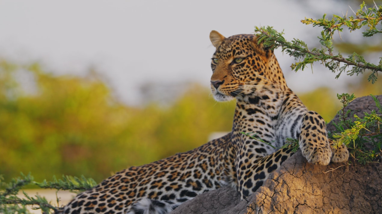 Leopard in tree