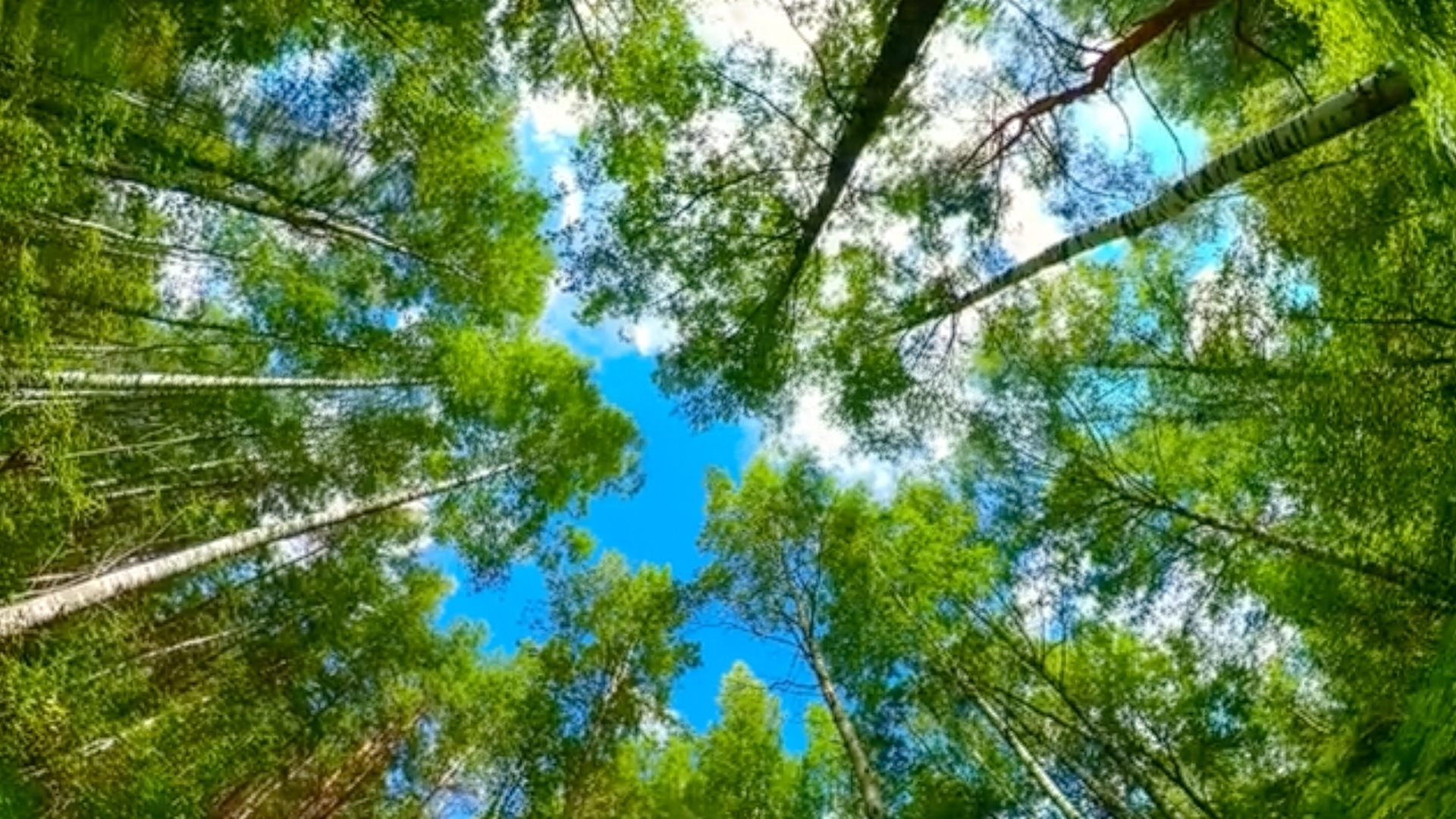 Blue sky seen from underneath canopy of trees in a forest