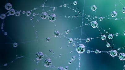 Network of water droplets reflecting off plants