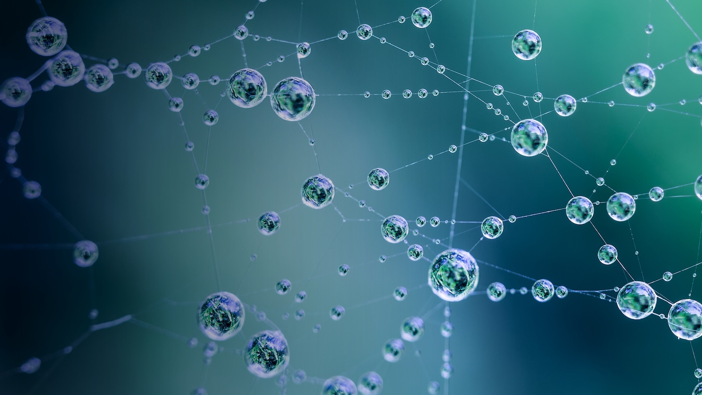 Network of water droplets reflecting off plants