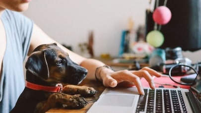 A person typing on a laptop, with a puppy on her lap, its paws resting on the table.