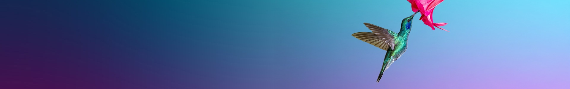 Hummingbird sipping nectar from flower