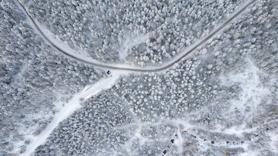 Snowy forest from above