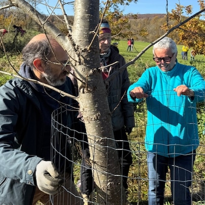 Employees extending protective fencing around trees