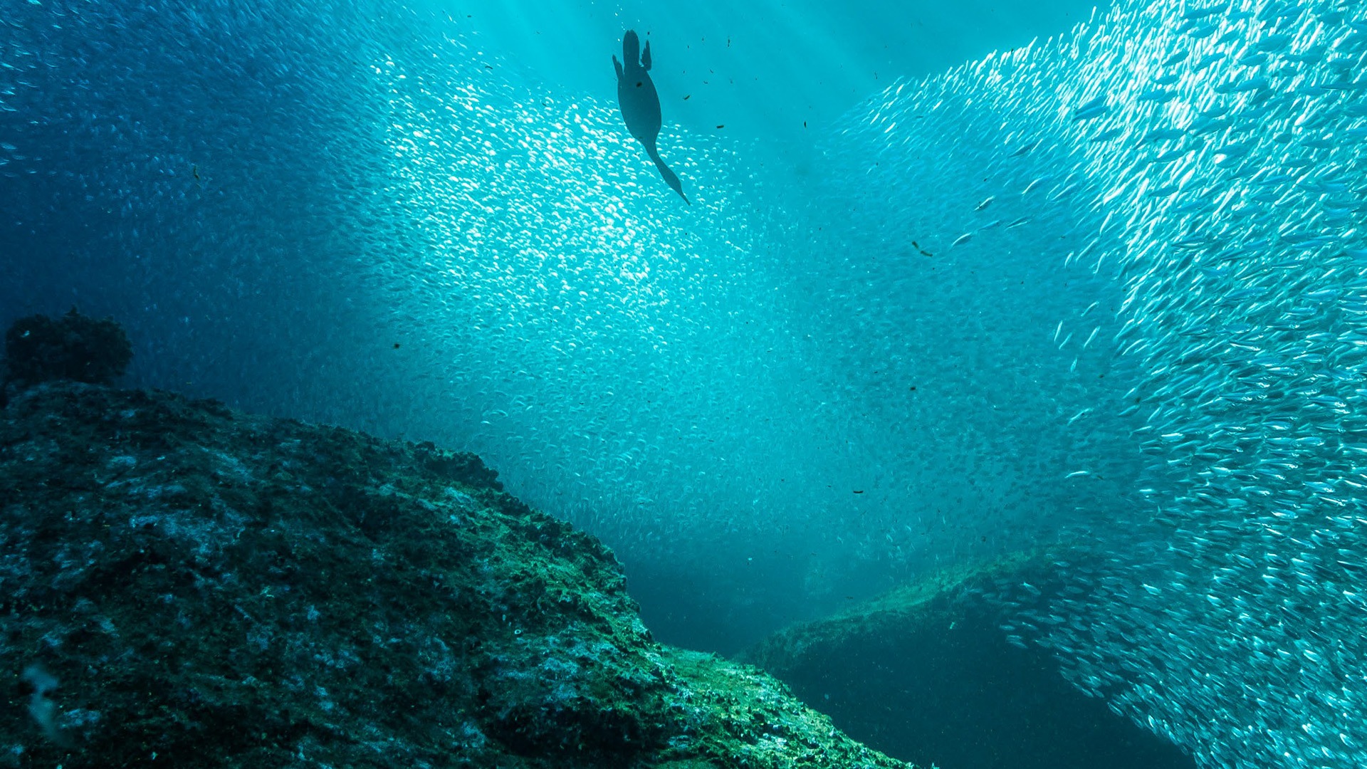 Seabird hunting amongst shoal of fish