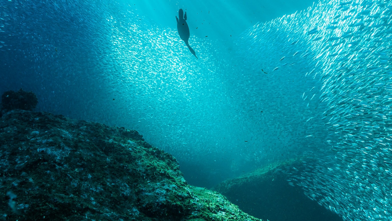 Seabird hunting amongst shoal of fish