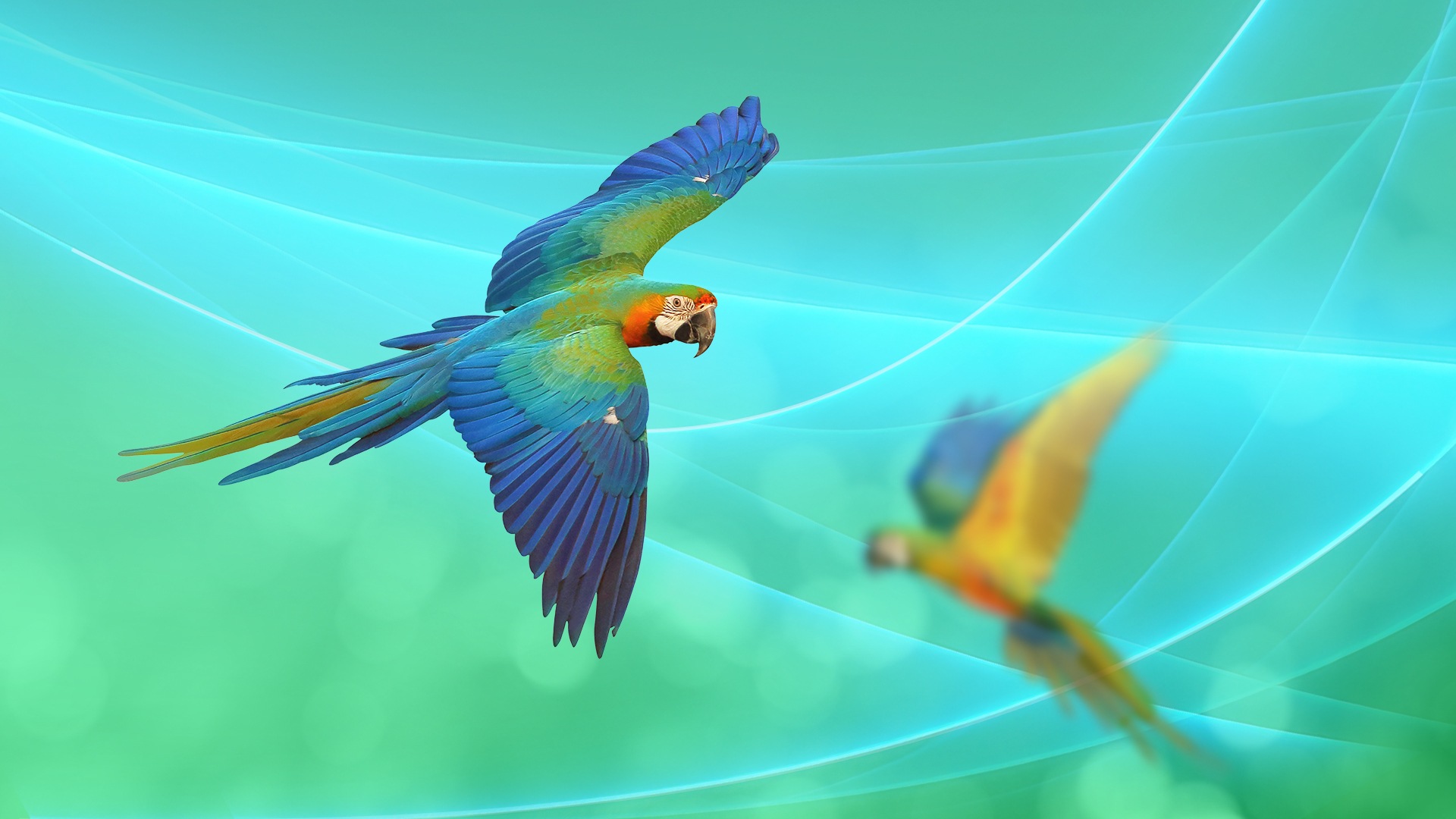 birds