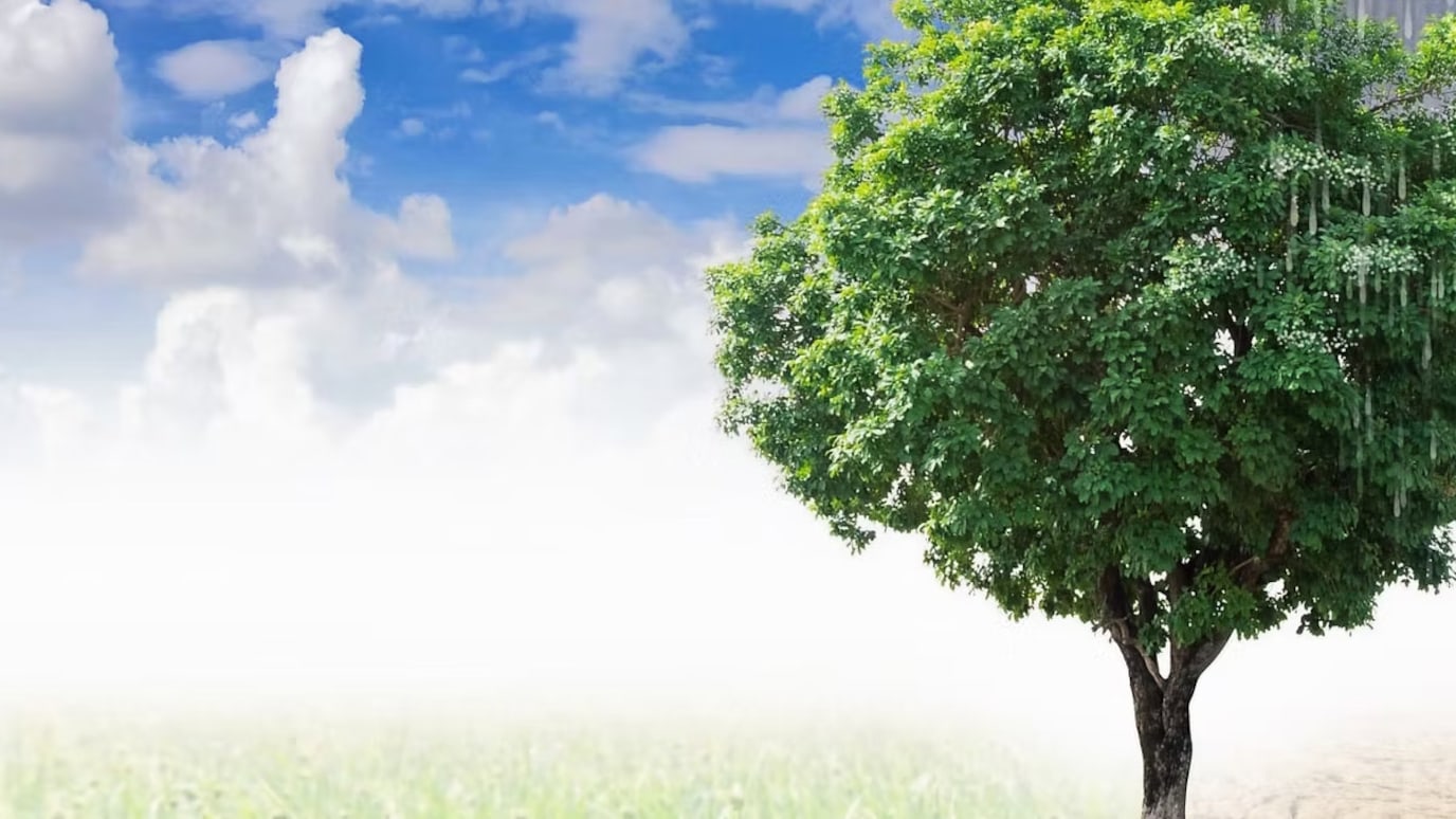 tree and sky