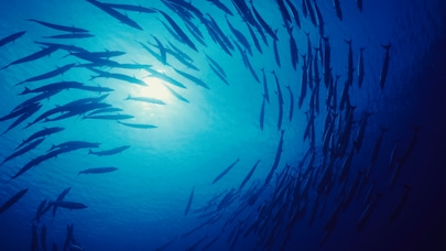 School of fish swimming in blue ocean with sunlight filtering through water