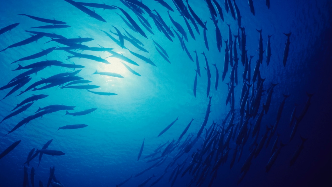 School of fish swimming in blue ocean with sunlight filtering through water