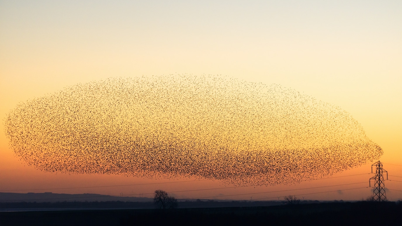Flock of birds