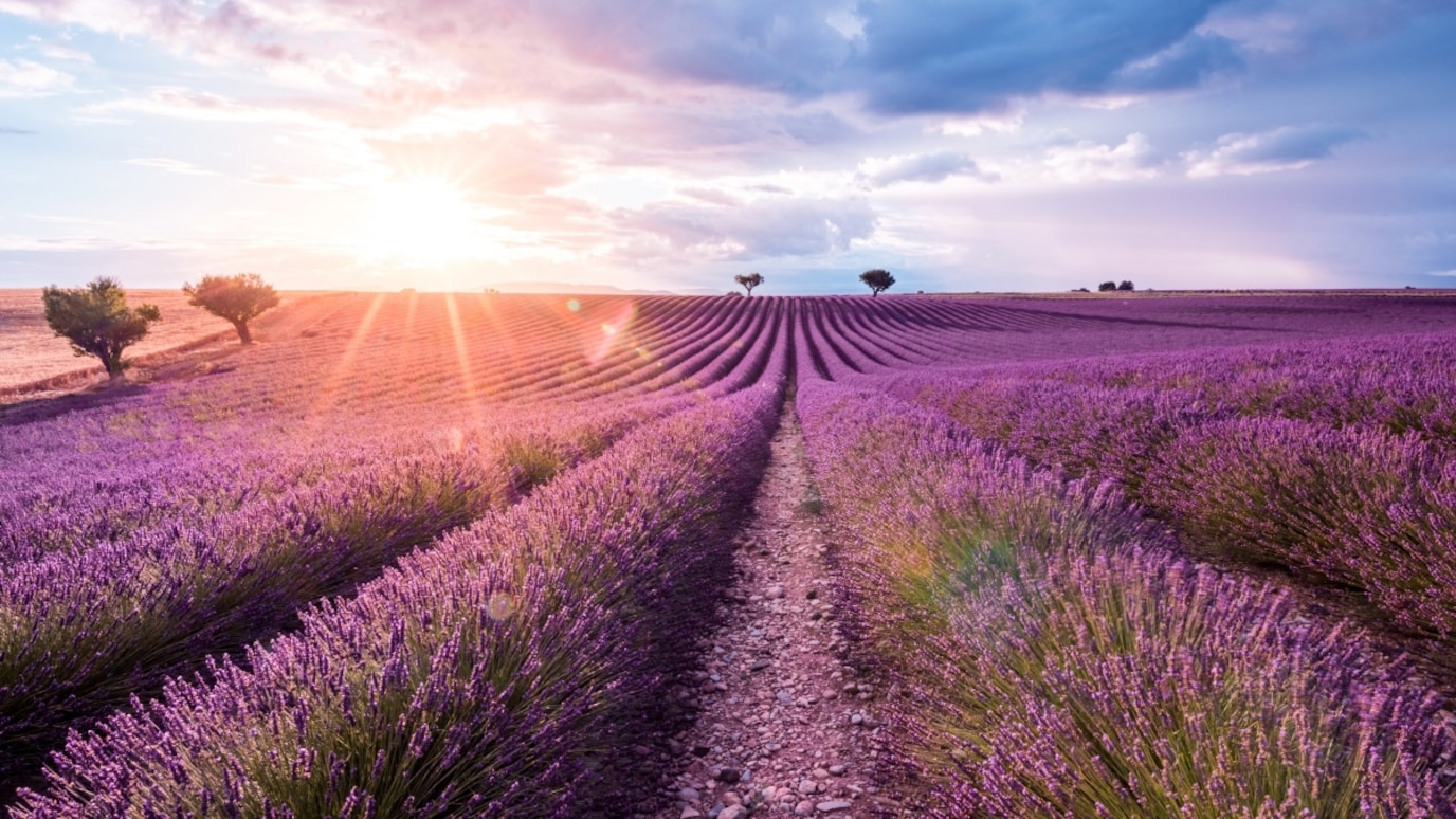 Sun rising over lavender field