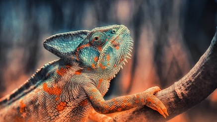 Chameleon on branch