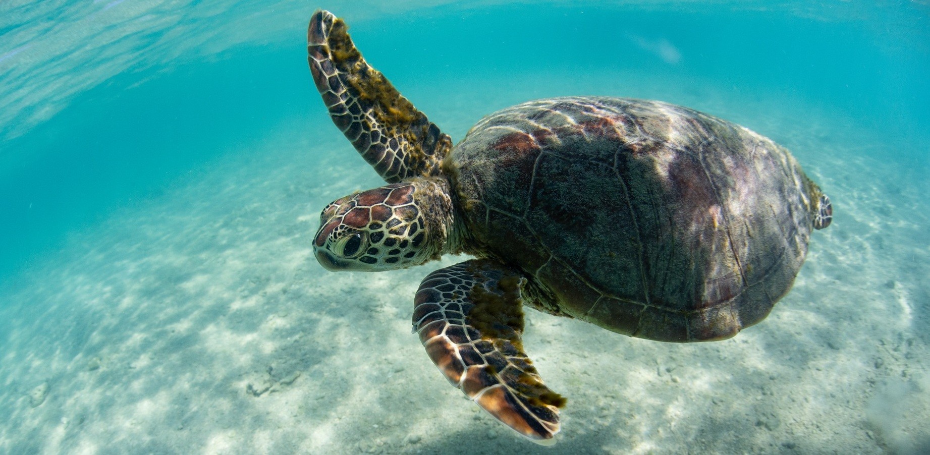turtle swimming in clear sea