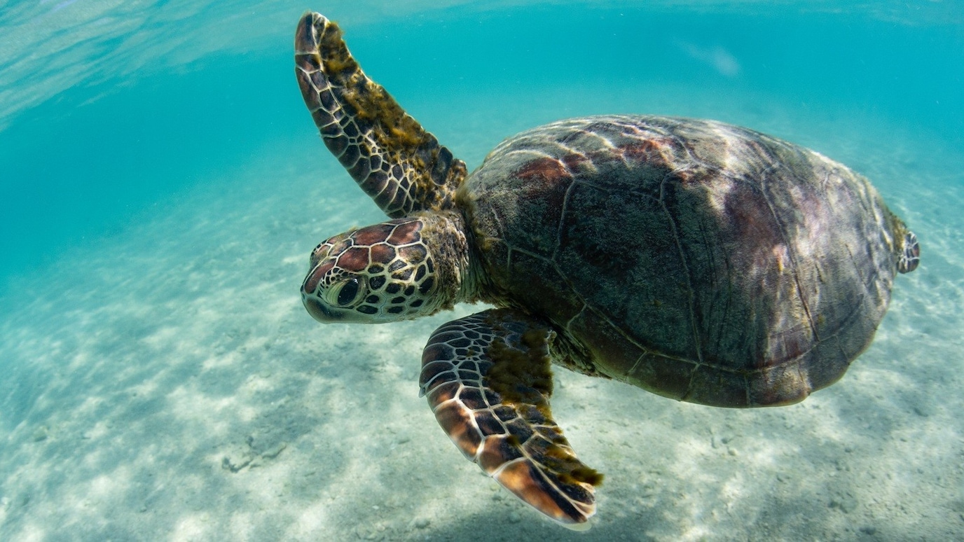 turtle swimming in clear sea